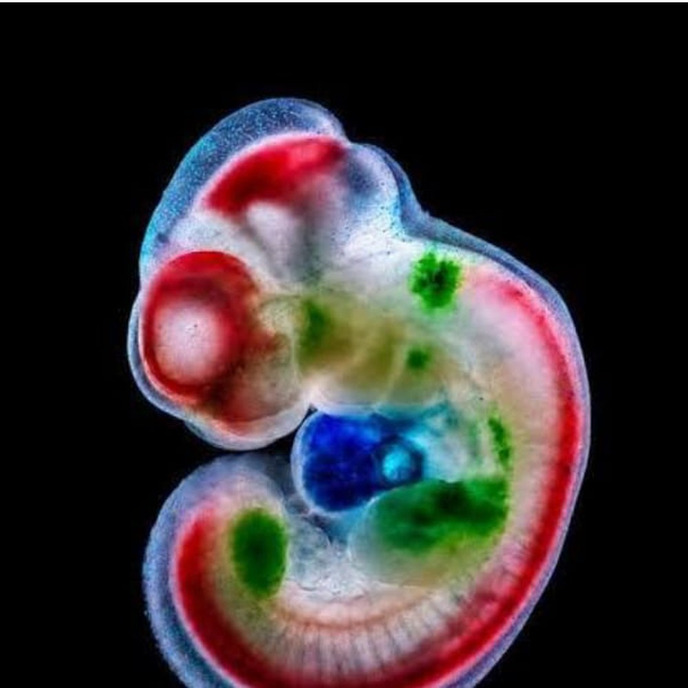 Foto eines Embryos in Dunkelfeld-Mikroskopie